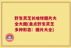 野生灵芝长啥样图片大全大图(盘点野生灵芝多种形态：图片大全)