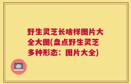 野生灵芝长啥样图片大全大图(盘点野生灵芝多种形态：图片大全)