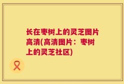 长在枣树上的灵芝图片高清(高清图片：枣树上的灵芝社区)