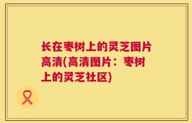 长在枣树上的灵芝图片高清(高清图片：枣树上的灵芝社区)