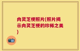 肉灵芝梗照片(照片揭示肉灵芝梗的珍稀之美)