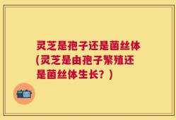 灵芝是孢子还是菌丝体(灵芝是由孢子繁殖还是菌丝体生长？)