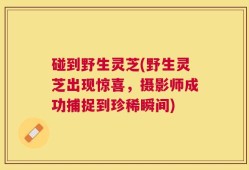 碰到野生灵芝(野生灵芝出现惊喜，摄影师成功捕捉到珍稀瞬间)