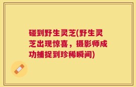 碰到野生灵芝(野生灵芝出现惊喜，摄影师成功捕捉到珍稀瞬间)