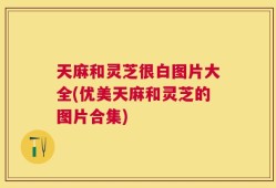天麻和灵芝很白图片大全(优美天麻和灵芝的图片合集)