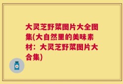 大灵芝野菜图片大全图集(大自然里的美味素材：大灵芝野菜图片大合集)