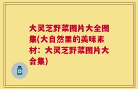 大灵芝野菜图片大全图集(大自然里的美味素材：大灵芝野菜图片大合集)