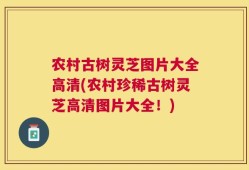 农村古树灵芝图片大全高清(农村珍稀古树灵芝高清图片大全！)