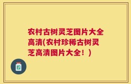 农村古树灵芝图片大全高清(农村珍稀古树灵芝高清图片大全！)