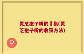 灵芝孢子粉的採集(灵芝孢子粉的收获方法)