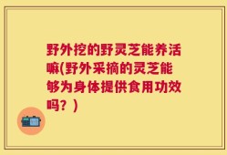 野外挖的野灵芝能养活嘛(野外采摘的灵芝能够为身体提供食用功效吗？)