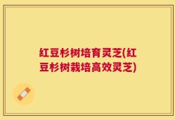 红豆杉树培育灵芝(红豆杉树栽培高效灵芝)