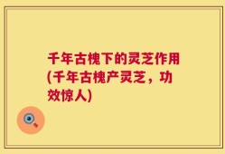 千年古槐下的灵芝作用(千年古槐产灵芝，功效惊人)