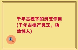 千年古槐下的灵芝作用(千年古槐产灵芝，功效惊人)