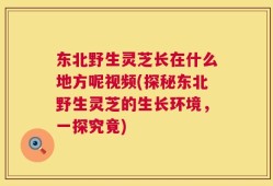 东北野生灵芝长在什么地方呢视频(探秘东北野生灵芝的生长环境，一探究竟)