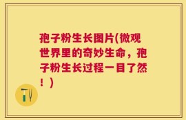孢子粉生长图片(微观世界里的奇妙生命，孢子粉生长过程一目了然！)