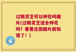 过期灵芝可以种花吗图片(过期灵芝适合种花吗？看看这张图片就知道了！)