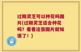 过期灵芝可以种花吗图片(过期灵芝适合种花吗？看看这张图片就知道了！)
