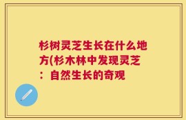 杉树灵芝生长在什么地方(杉木林中发现灵芝：自然生长的奇观
