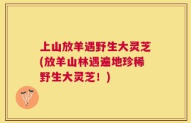 上山放羊遇野生大灵芝(放羊山林遇遍地珍稀野生大灵芝！)