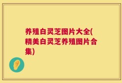 养殖白灵芝图片大全(精美白灵芝养殖图片合集)