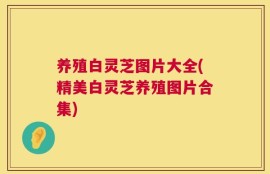养殖白灵芝图片大全(精美白灵芝养殖图片合集)