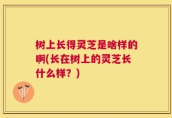 树上长得灵芝是啥样的啊(长在树上的灵芝长什么样？)