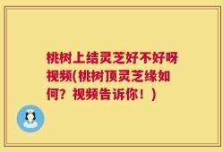 桃树上结灵芝好不好呀视频(桃树顶灵芝缘如何？视频告诉你！)