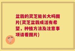 盆栽的灵芝能长大吗图片(灵芝盆栽成活有希望，种植方法及注意事项请看图片)