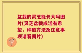 盆栽的灵芝能长大吗图片(灵芝盆栽成活有希望，种植方法及注意事项请看图片)