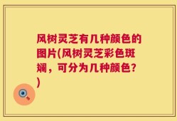 风树灵芝有几种颜色的图片(风树灵芝彩色斑斓，可分为几种颜色？)