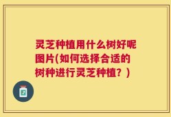 灵芝种植用什么树好呢图片(如何选择合适的树种进行灵芝种植？)