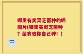 哪里有卖灵芝菌种的呢图片(哪里买灵芝菌种？菌农教你自己种！)