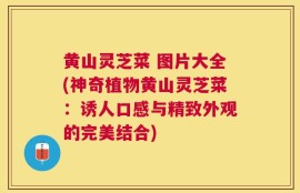 黄山灵芝菜 图片大全(神奇植物黄山灵芝菜：诱人口感与精致外观的完美结合)