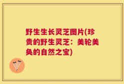 野生生长灵芝图片(珍贵的野生灵芝：美轮美奂的自然之宝)