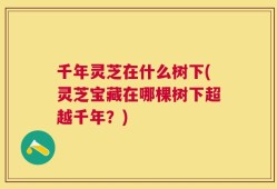 千年灵芝在什么树下(灵芝宝藏在哪棵树下超越千年？)