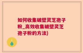 如何收集破壁灵芝孢子粉_高效收集破壁灵芝孢子粉的方法)