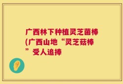 广西林下种植灵芝菌棒(广西山地“灵芝菇棒”受人追捧