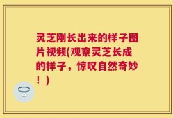 灵芝刚长出来的样子图片视频(观察灵芝长成的样子，惊叹自然奇妙！)