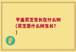 平盖灵芝生长在什么树(灵芝靠什么树生长？)