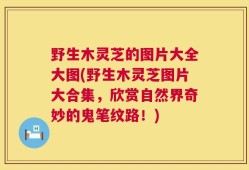 野生木灵芝的图片大全大图(野生木灵芝图片大合集，欣赏自然界奇妙的鬼笔纹路！)