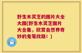 野生木灵芝的图片大全大图(野生木灵芝图片大合集，欣赏自然界奇妙的鬼笔纹路！)