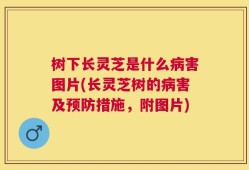 树下长灵芝是什么病害图片(长灵芝树的病害及预防措施，附图片)
