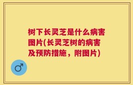 树下长灵芝是什么病害图片(长灵芝树的病害及预防措施，附图片)