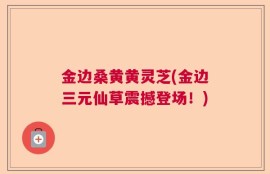金边桑黄黄灵芝(金边三元仙草震撼登场！)