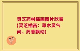 灵芝药材插画图片欣赏(灵芝插画：草木灵气间，药香飘动)