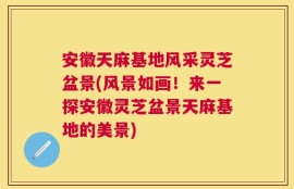 安徽天麻基地风采灵芝盆景(风景如画！来一探安徽灵芝盆景天麻基地的美景)