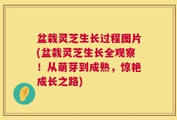 盆栽灵芝生长过程图片(盆栽灵芝生长全观察！从萌芽到成熟，惊艳成长之路)