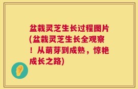 盆栽灵芝生长过程图片(盆栽灵芝生长全观察！从萌芽到成熟，惊艳成长之路)