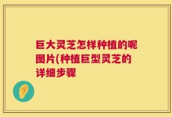 巨大灵芝怎样种植的呢图片(种植巨型灵芝的详细步骤